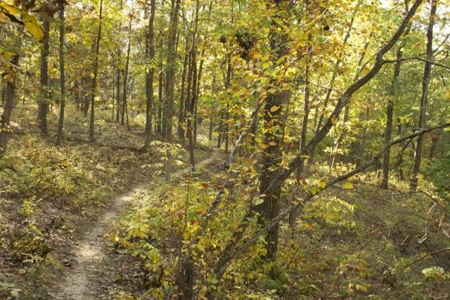 A winding dirt path through a tree-filled forest during autumn, with leaves turning vibrant shades of yellow and orange. Sunlight filters through the trees, illuminating the peaceful natural setting. Opossum Hollow mountain bike trail.