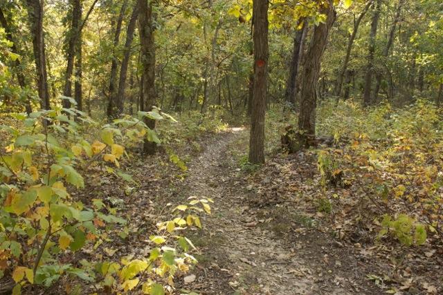 A winding dirt path meanders through a forest filled with trees and colorful autumn foliage, with fallen leaves scattered on the ground. Opossum Hollow mountain bike trail.