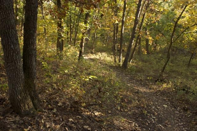 A winding dirt path through a forest with trees displaying autumn foliage. The ground is covered in fallen leaves, and the warm, golden light filters through the branches, creating a serene and inviting atmosphere. Opossum Hollow mountain bike trail.