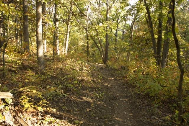 A wooded trail winding through a forest during autumn, featuring trees with vibrant green and golden leaves, and a sunlit pathway covered in fallen leaves. Opossum Hollow mountain bike trail.