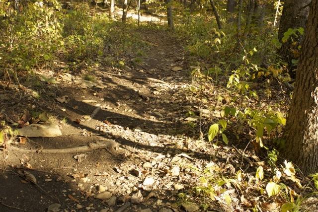 A dirt path winding through a sunlit forest, surrounded by green foliage and scattered leaves. The ground is uneven and rocky, with shadows cast by trees nearby. Opossum Hollow mountain bike trail.
