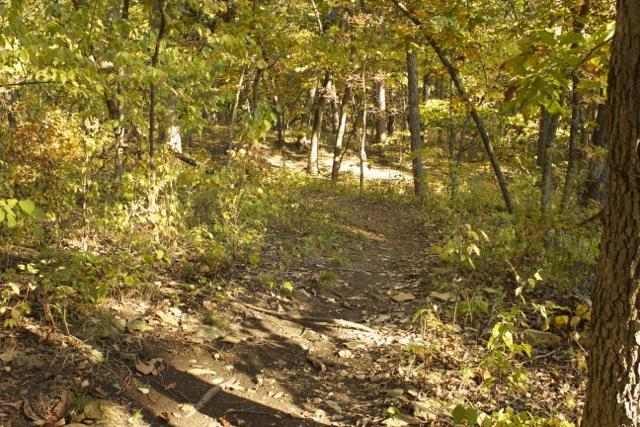 A dirt trail winding through a lush, green forest with autumn leaves, surrounded by tall trees and dappled sunlight filtering through the canopy. Opossum Hollow mountain bike trail.
