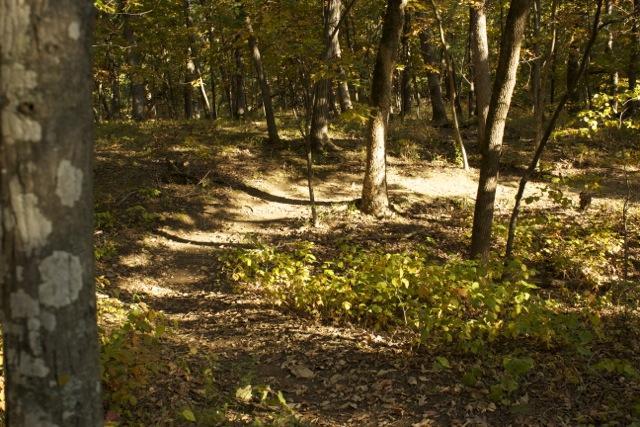 A peaceful forest scene featuring a winding path. Sunlight filters through the trees, casting gentle shadows on the ground, which is covered in fallen leaves and scattered greenery. The surrounding trees are tall and lush, showcasing autumnal colors. Opossum Hollow mountain bike trail.