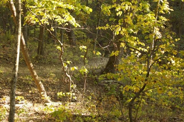 A sunlit forest scene featuring trees with vibrant yellow leaves, showcasing a mix of slender trunks and an earthy path winding through the underbrush. The warm light filters through the foliage, creating a serene, natural atmosphere. Opossum Hollow mountain bike trail.