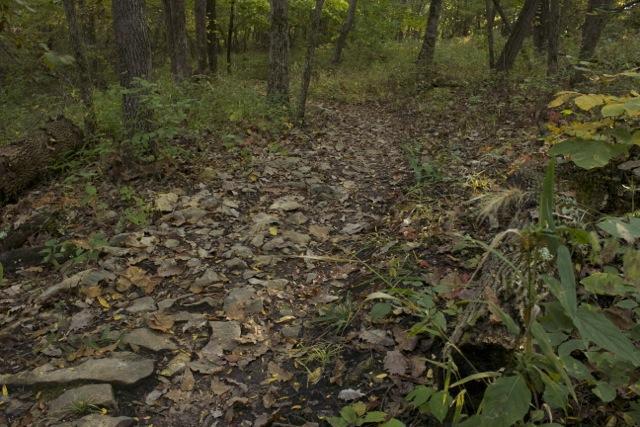 A rocky trail covered with fallen leaves, surrounded by trees and tall grasses in a wooded area. The path winds through the natural landscape, indicating a serene outdoor setting. Opossum Hollow mountain bike trail.