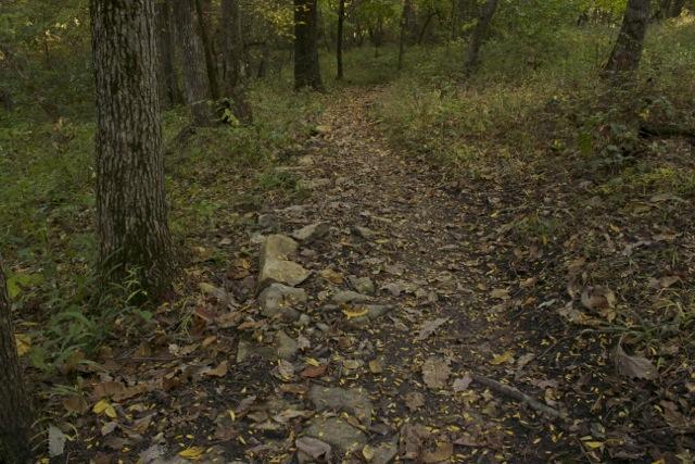 A narrow, winding trail through a wooded area, covered with fallen leaves and small rocks, surrounded by trees and overgrown grass. The scene conveys a serene, natural environment with dappled sunlight filtering through the forest canopy. Opossum Hollow mountain bike trail.