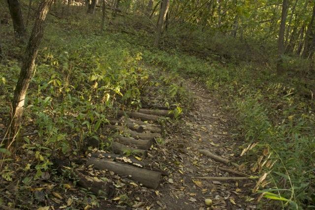 A dirt path winding through a green forest, lined with logs and surrounded by tall grass and scattered leaves, indicating the transition of seasons. Opossum Hollow mountain bike trail.