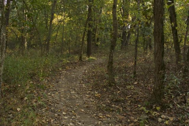 A winding dirt path through a dense forest, surrounded by trees with green and yellow leaves, and scattered fallen leaves on the ground. Opossum Hollow mountain bike trail.