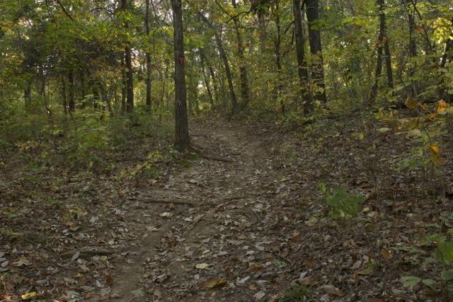 A winding dirt path through a forest, surrounded by trees with green and yellow leaves, and a carpet of fallen leaves on the ground. Natural light filters through the canopy, creating a serene and inviting outdoor scene. Opossum Hollow mountain bike trail.