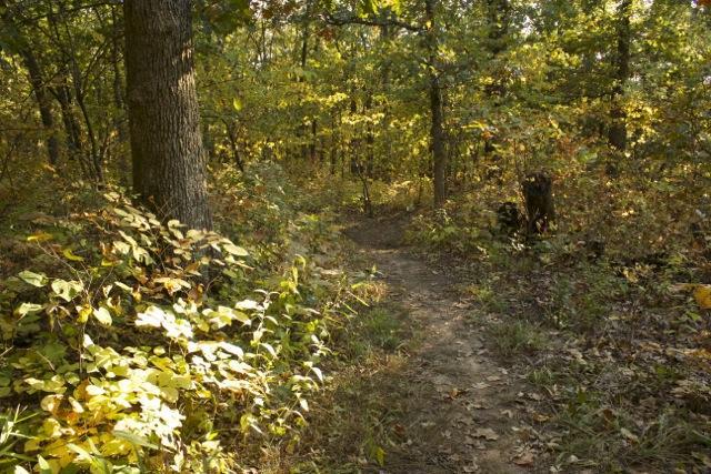 A wooded path winding through a forest in autumn, with vibrant yellow and green foliage lining the trail and sunlight filtering through the trees. Opossum Hollow mountain bike trail.
