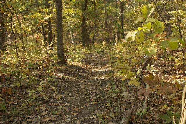 A winding trail through a forest in autumn, surrounded by trees with green and yellow leaves, and a carpet of fallen leaves on the ground. The path is partially shaded and illuminated by soft sunlight filtering through the branches. Opossum Hollow mountain bike trail.