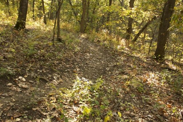 A sunlit path winding through a forest, surrounded by trees with green and yellow foliage, and a carpet of fallen leaves on the ground. Opossum Hollow mountain bike trail.