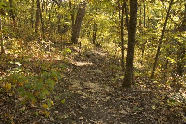 Pathway winding through a wooded area with autumn foliage, featuring trees, rocks, and fallen leaves under soft, golden sunlight. Opossum Hollow mountain bike trail.