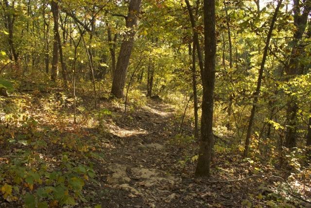 A winding dirt path through a dense forest with trees adorned in autumn foliage, featuring shades of green, yellow, and orange. Sunlight filters through the leaves, casting a warm glow on the landscape, creating a serene and inviting atmosphere. Opossum Hollow mountain bike trail.