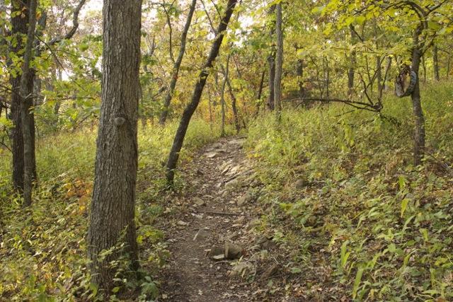 A winding dirt path through a forest, flanked by trees with green and yellow leaves, leading towards a more densely vegetated area. The ground is rocky, and the scene depicts a tranquil natural environment during the autumn season. Opossum Hollow mountain bike trail.