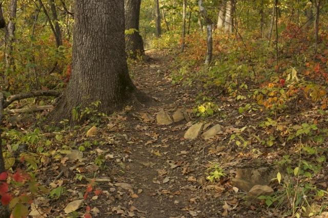 A winding dirt trail surrounded by trees and colorful foliage, with fallen leaves scattered on the ground and rocks lining the path. The scene captures the beauty of a forested area during the autumn season. Opossum Hollow mountain bike trail.