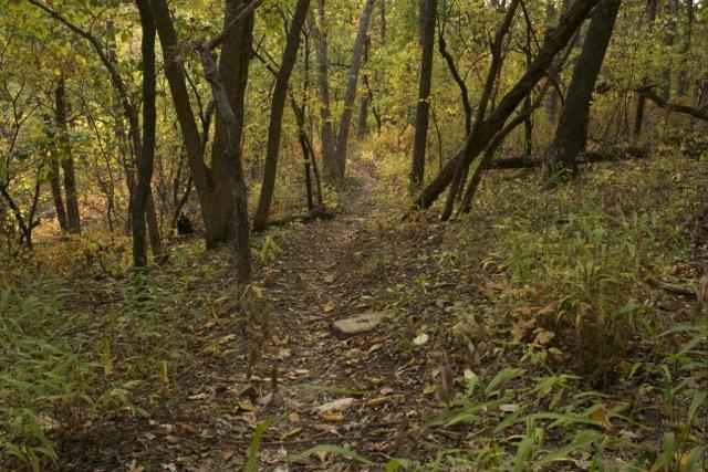 A narrow dirt path winding through a wooded area with trees showing autumn leaves in various shades of green and yellow, surrounded by undergrowth and fallen leaves on the ground. Opossum Hollow mountain bike trail.