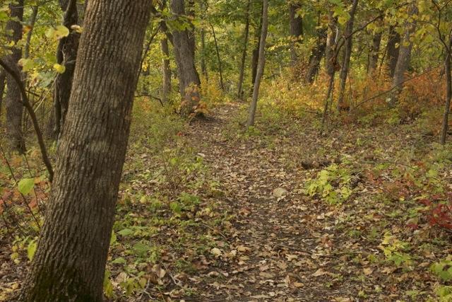 A winding dirt path through a forest filled with autumn foliage, featuring trees with a mix of green, yellow, and orange leaves. The ground is scattered with fallen leaves, creating a natural, serene atmosphere. Opossum Hollow mountain bike trail.