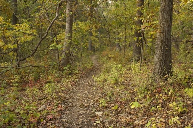 A winding dirt path through a vibrant forest in autumn, surrounded by trees with green and yellow leaves. The ground is covered with fallen leaves and small plants, creating a peaceful and natural atmosphere. Opossum Hollow mountain bike trail.