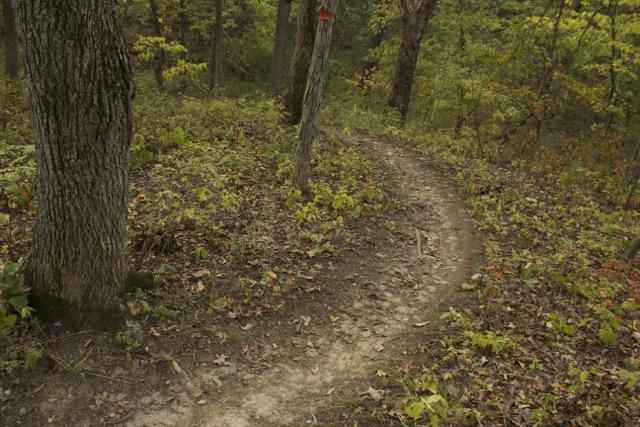 A winding dirt trail through a forest, flanked by tall trees and surrounded by green foliage and fallen leaves. Opossum Hollow mountain bike trail.