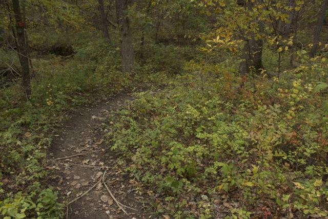 A narrow dirt path meanders through a wooded area, surrounded by vibrant green foliage and autumn leaves. The scene captures the tranquility of nature, with trees partially obscured by dense undergrowth, creating a serene and inviting atmosphere for a walk or hike. Opossum Hollow mountain bike trail.