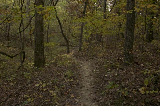 A narrow dirt path winding through a serene forest, surrounded by tall trees with vibrant green and yellow leaves. The ground is covered with fallen leaves, creating a natural carpet, while the atmosphere feels calm and inviting. Opossum Hollow mountain bike trail.