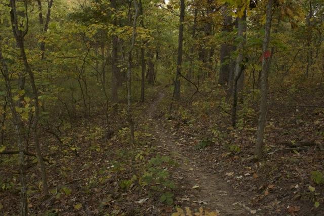 A narrow dirt trail winding through a dense forest with autumn-colored foliage and fallen leaves on the ground. Opossum Hollow mountain bike trail.