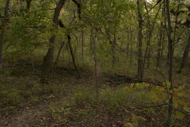 A dense forest scene featuring tall trees with green foliage, a soft dirt path leading into the woods, and scattered underbrush. The lighting is dim, suggesting a tranquil yet slightly mysterious atmosphere. Opossum Hollow mountain bike trail.