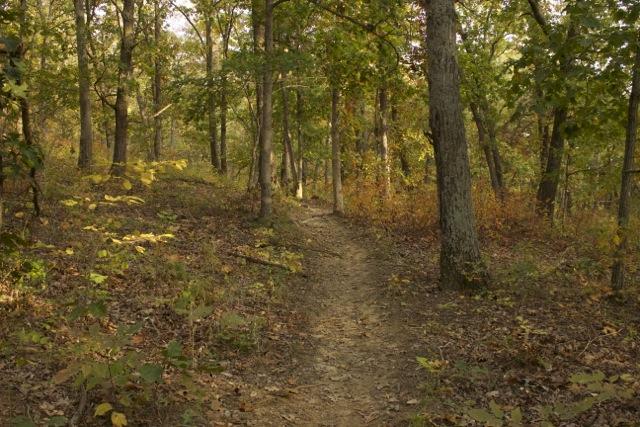 A dirt path winding through a serene forest, lined with trees displaying shades of green and hints of autumn colors. The ground is covered with fallen leaves, creating a natural, peaceful atmosphere. Opossum Hollow mountain bike trail.