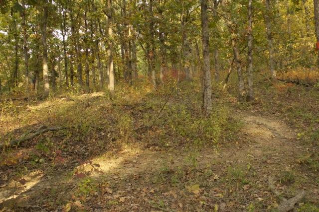 A peaceful forest scene with tall trees and a natural pathway winding through the underbrush. The ground is covered in fallen leaves and greenery, with warm autumn colors suggestive of a tranquil outdoor environment. Opossum Hollow mountain bike trail.