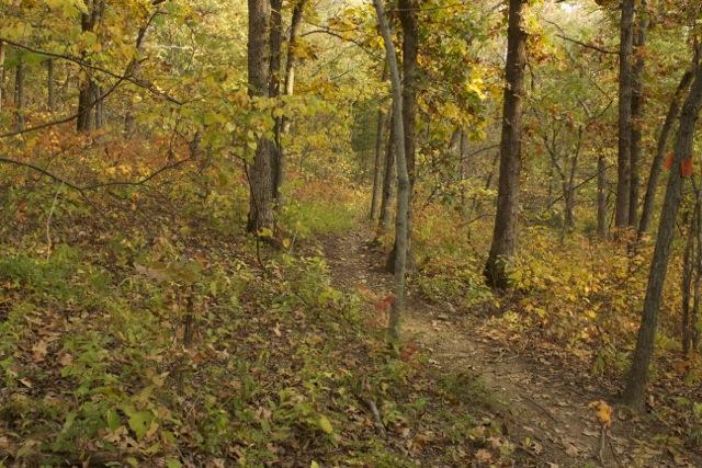 A scenic view of a forest path surrounded by autumn foliage, featuring trees with vibrant yellow and orange leaves. The path is slightly winding and covered with fallen leaves, inviting the viewer to explore the natural setting. Opossum Hollow mountain bike trail.