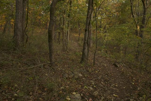 A winding path through a dense forest, surrounded by tall trees with autumn foliage. The ground is covered in fallen leaves, and the atmosphere is calm and serene. Opossum Hollow mountain bike trail.