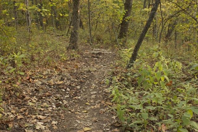 A narrow dirt path winding through a wooded area, surrounded by trees with green and yellow leaves. The ground is covered in fallen leaves and small plants, suggesting a tranquil, natural setting. Opossum Hollow mountain bike trail.