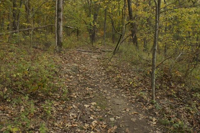 A narrow dirt path winding through a forest, surrounded by trees with autumn foliage and scattered fallen leaves on the ground. Opossum Hollow mountain bike trail.