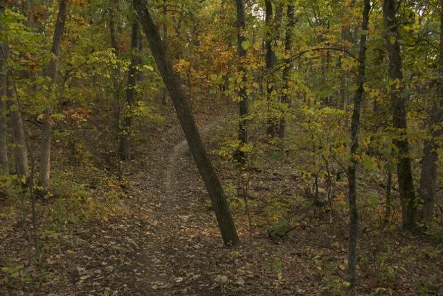 A winding trail through a forest of trees with autumn foliage, featuring leaves in shades of yellow and orange scattered on the ground. The scene is peaceful, with a soft, natural light filtering through the trees, creating a serene atmosphere. Opossum Hollow mountain bike trail.