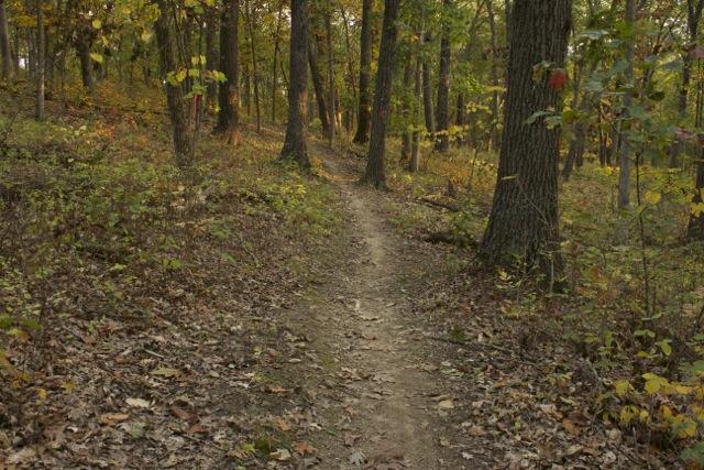 A winding dirt path through a serene forest, surrounded by tall trees and colorful autumn foliage. The ground is covered with fallen leaves, creating a peaceful and natural atmosphere. Opossum Hollow mountain bike trail.