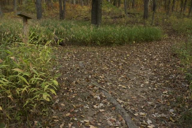 A narrow, leaf-covered path winding through a forest, surrounded by tall grasses and trees. In the background, autumn foliage adds warm tones to the landscape. A wooden signpost is visible to the left, partially obscured by greenery. Opossum Hollow mountain bike trail.