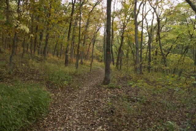 A winding dirt path meanders through a forest filled with trees displaying autumn foliage in shades of yellow, green, and brown. The ground is covered with fallen leaves, and soft light filters through the branches, creating a tranquil, serene atmosphere. Opossum Hollow mountain bike trail.