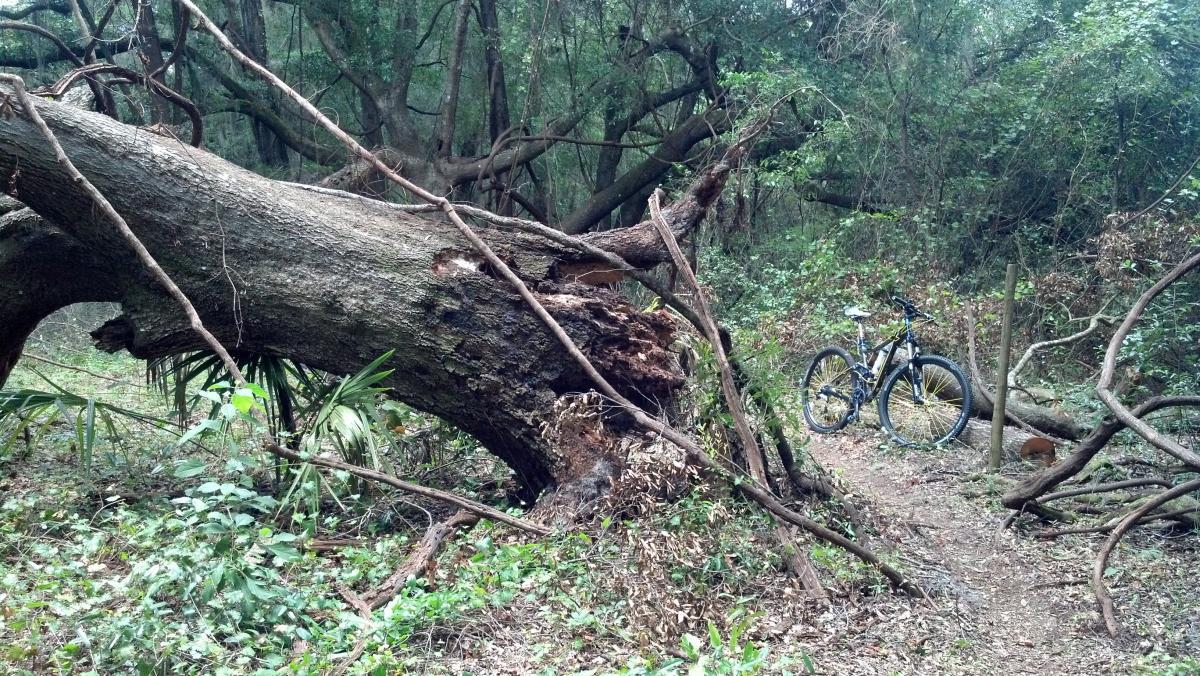 Giant Trance X 29er: A fallen tree trunk lies across a narrow dirt trail in a dense forest, with green foliage and small plants surrounding it. A mountain bike is parked nearby, partially hidden by the vegetation. The scene conveys a sense of nature and outdoor adventure.