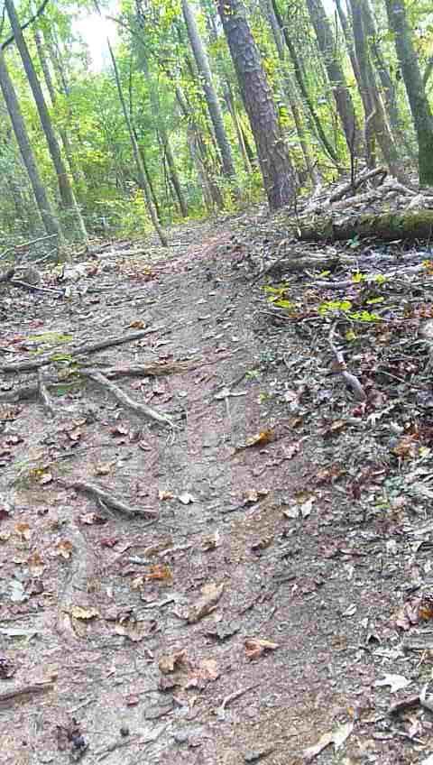 A dirt path winding through a wooded area, surrounded by trees and scattered leaves, with visible roots and patches of greenery along the trail. Fort Benning MTB Trail mountain bike trail.