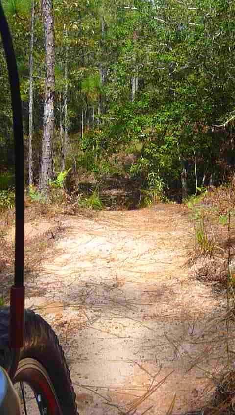 A dirt pathway winding through a forest, lined with tall pine trees and lush greenery. The view is taken from the side of a vehicle, showing a tire on the left and a clear path ahead, suggesting an outdoor adventure or exploration scene. Fort Benning MTB Trail mountain bike trail.