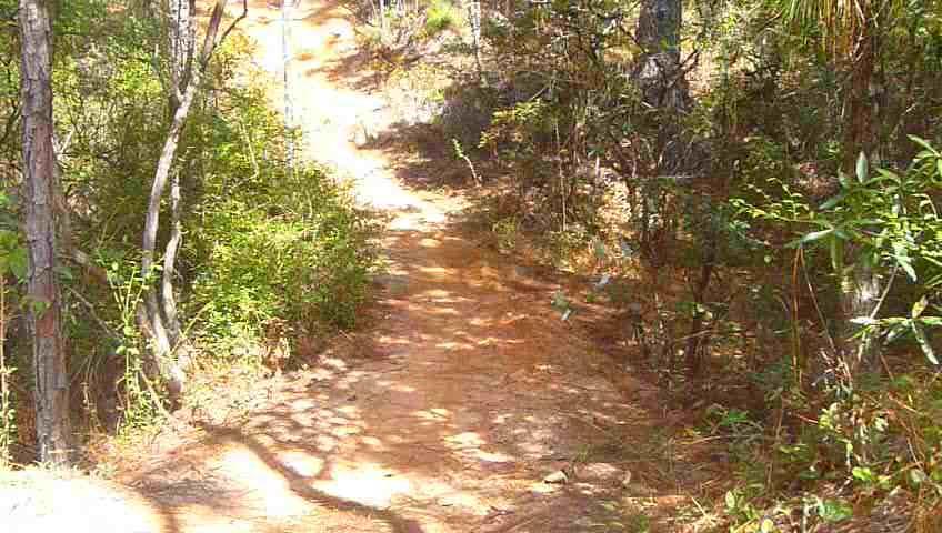 A dirt path winding through a forested area, surrounded by trees and greenery, with sunlight filtering through the leaves. Fort Benning MTB Trail mountain bike trail.