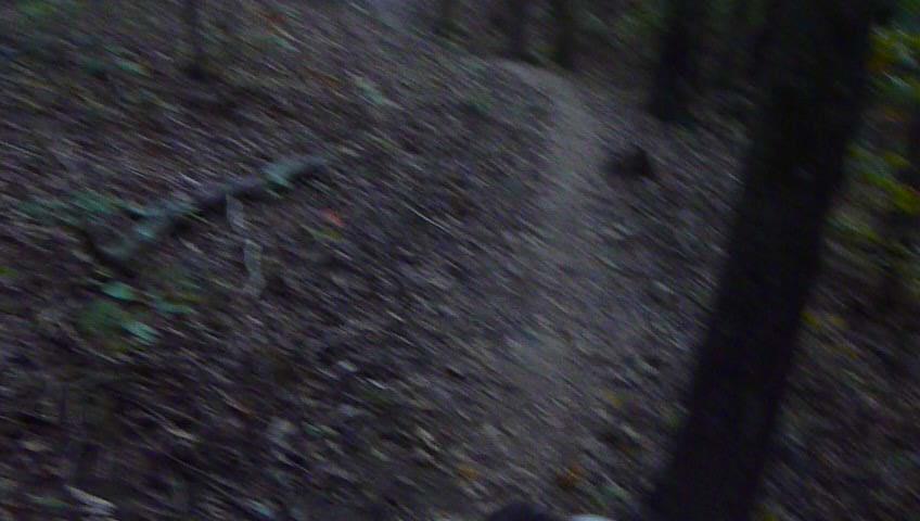 A blurred image of a woodland trail winding through a forest, surrounded by trees and scattered leaves on the ground. The lighting suggests a late afternoon or early evening setting, creating a serene and natural atmosphere. Charleston Park mountain bike trail.