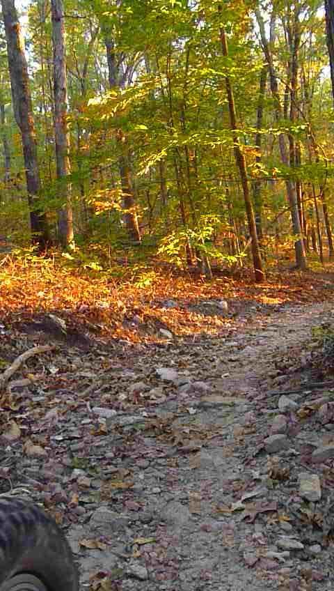 A dirt trail winding through a forest with autumn leaves, surrounded by trees displaying green and golden foliage. Sunlight filters through the canopy, illuminating the path covered with rocks and scattered leaves. Charleston Park mountain bike trail.