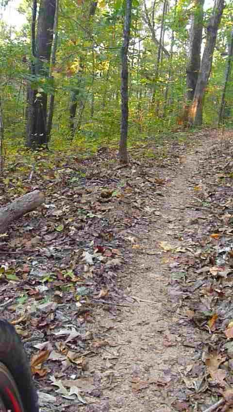 A narrow dirt trail winding through a forest, surrounded by trees with green and yellow leaves, and scattered fallen leaves on the ground. Charleston Park mountain bike trail.