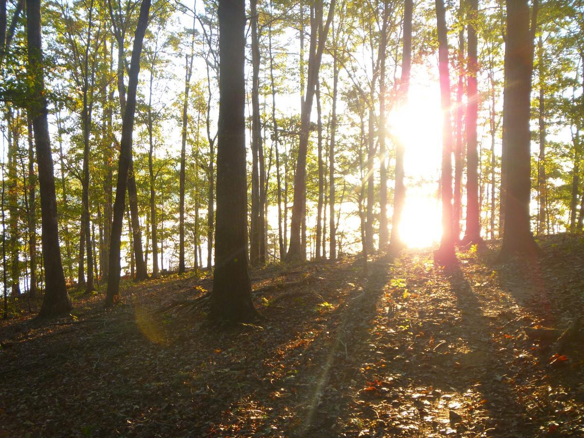 A sunlit forest scene with tall trees casting long shadows on the ground. The sunlight filters through the leaves, illuminating the forest and creating a warm, inviting atmosphere. A body of water is visible in the background, enhancing the tranquil setting. Charleston Park mountain bike trail.