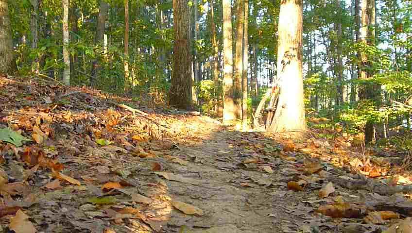 A peaceful forest path winding through trees, covered with fallen leaves and dappled sunlight filtering through the canopy. Charleston Park mountain bike trail.