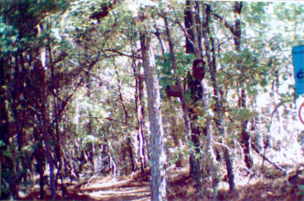 A narrow dirt path winding through a wooded area, surrounded by tall trees. Sunlight filters through the leaves, creating a dappled light effect on the ground. In the background, a blue sign is partially visible, indicating a designated area. Allatoona Creek Park mountain bike trail.