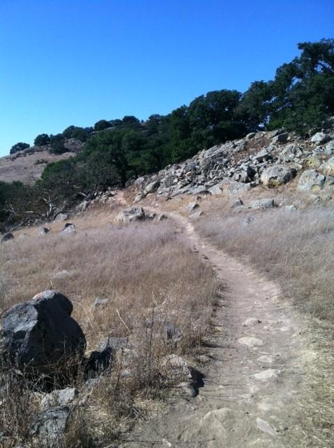 A narrow dirt path winds through dry grass and rocky terrain, leading towards a hillside with scattered trees under a clear blue sky. Brushy Peak Regional Preserve mountain bike trail.