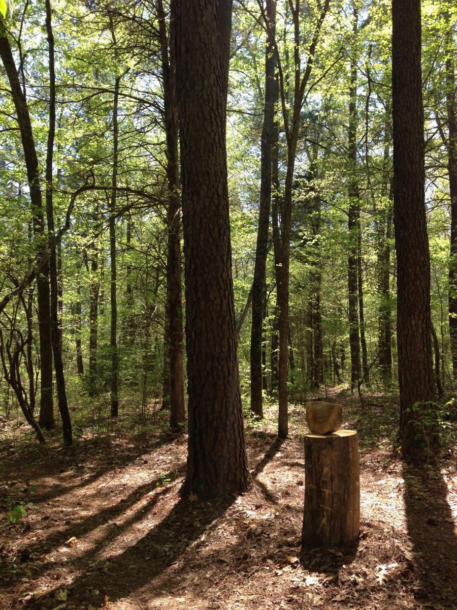 A sunlit forest scene featuring tall trees with vibrant green foliage. In the foreground, a wooden stump supports a bowl-shaped object. The ground is covered with leaves and the dappled sunlight creates a play of shadows on the forest floor. Montgomery Bell State Park Mtb Trail mountain bike trail.